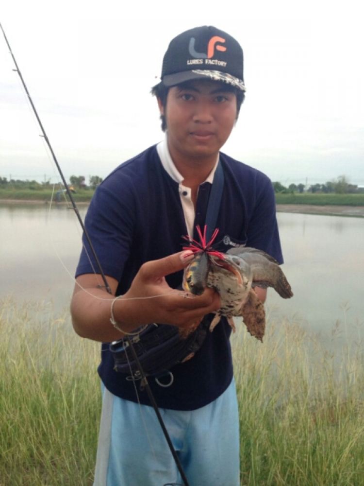 ช่อนในฟาร์มกุ้ง สุขใจกับเหย
