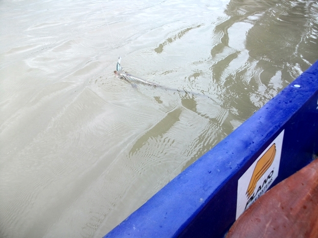 น้องเต๋พาไปลองเรือดีและถูกที่เจ้าพระยา..
