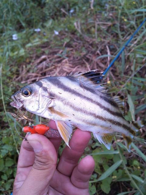 Trumpeter,Grunter ชื่อ ภาษาอังกฤษของ ปลาข้างกะเพรา