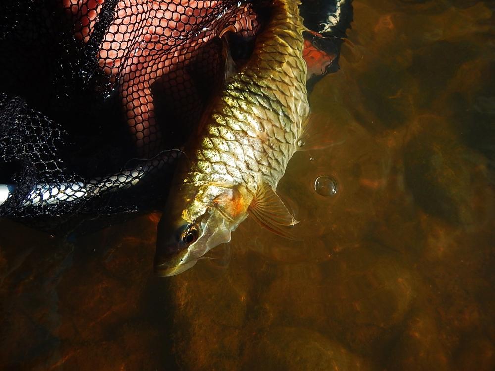 @@_** กระสูบ..ลำธาร..พังงา ( Krasob Stream Phangnga ) **_@@