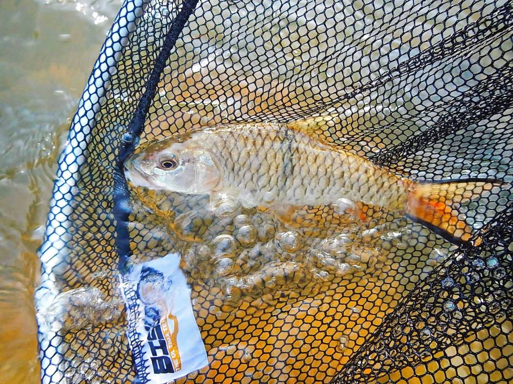 @@_** กระสูบ..ลำธาร..พังงา ( Krasob Stream Phangnga ) **_@@
