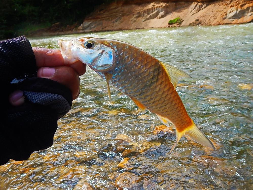 @@_** กระสูบ..ลำธาร..พังงา ( Krasob Stream Phangnga ) **_@@