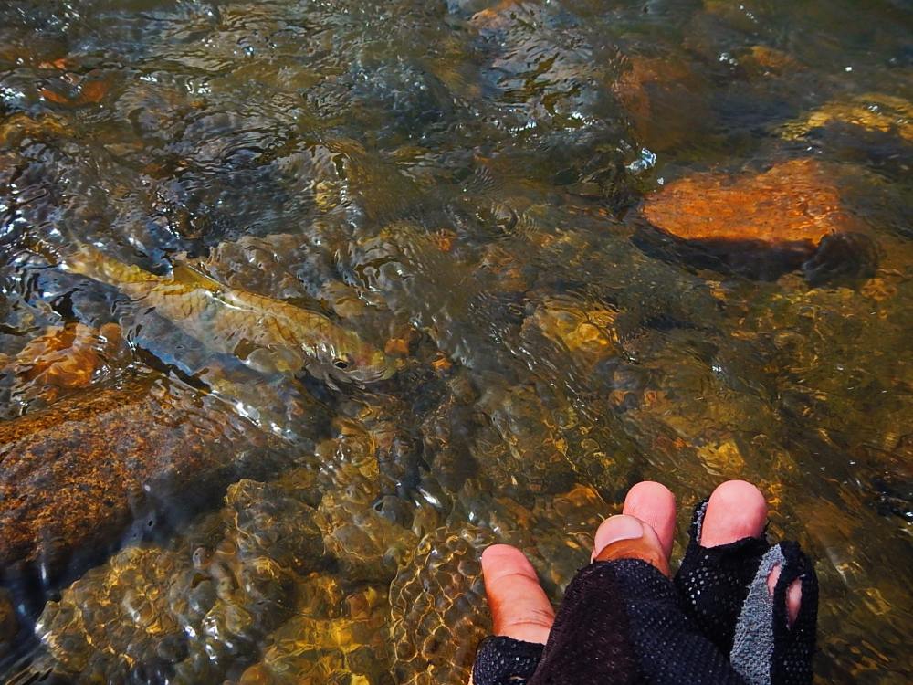 @@_** กระสูบ..ลำธาร..พังงา ( Krasob Stream Phangnga ) **_@@