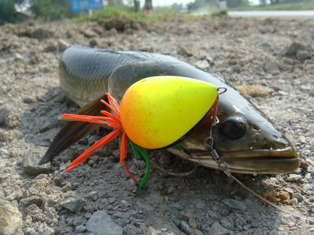 หาตัวไม่ยาก แต่ก็ไม่ง่าย / SnakeHead Angler Club /