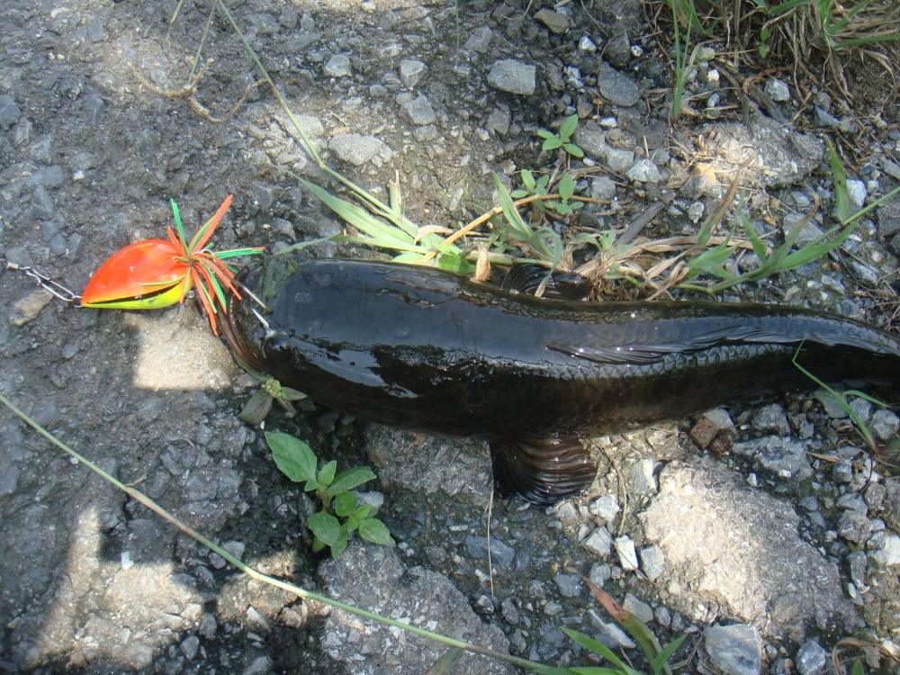หาตัวไม่ยาก แต่ก็ไม่ง่าย / SnakeHead Angler Club /