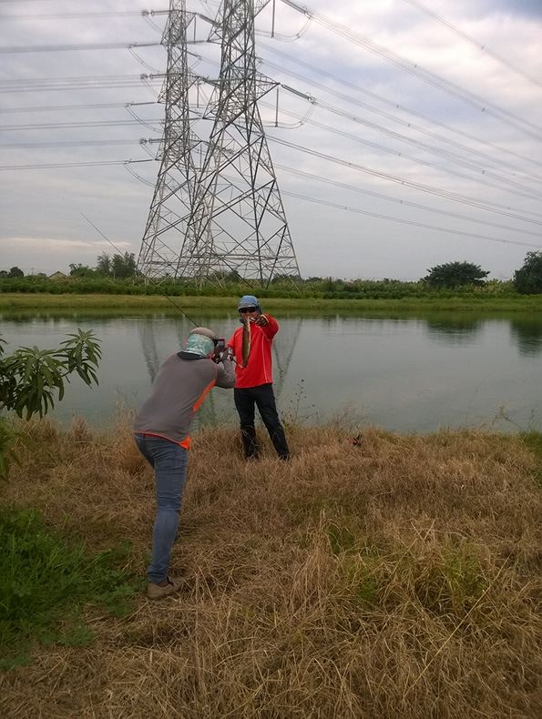 ,, ปลาช่อน เพลิน เพลิน ..