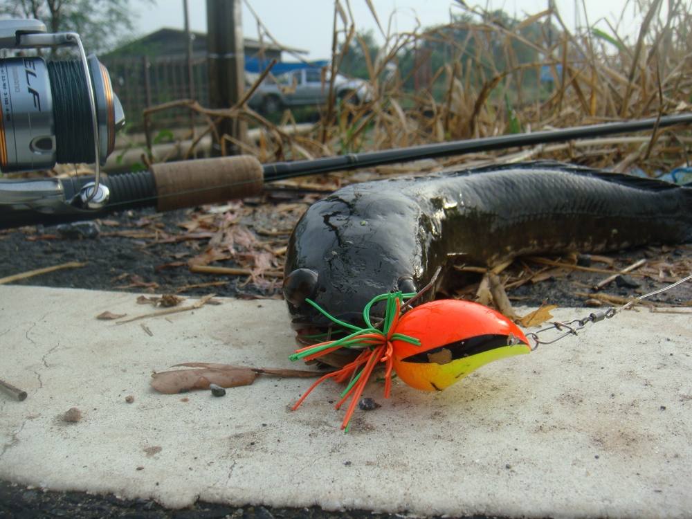 หยดน้ำโตนด ทำงานอีกแล้ว / SnakeHead Angler Club /