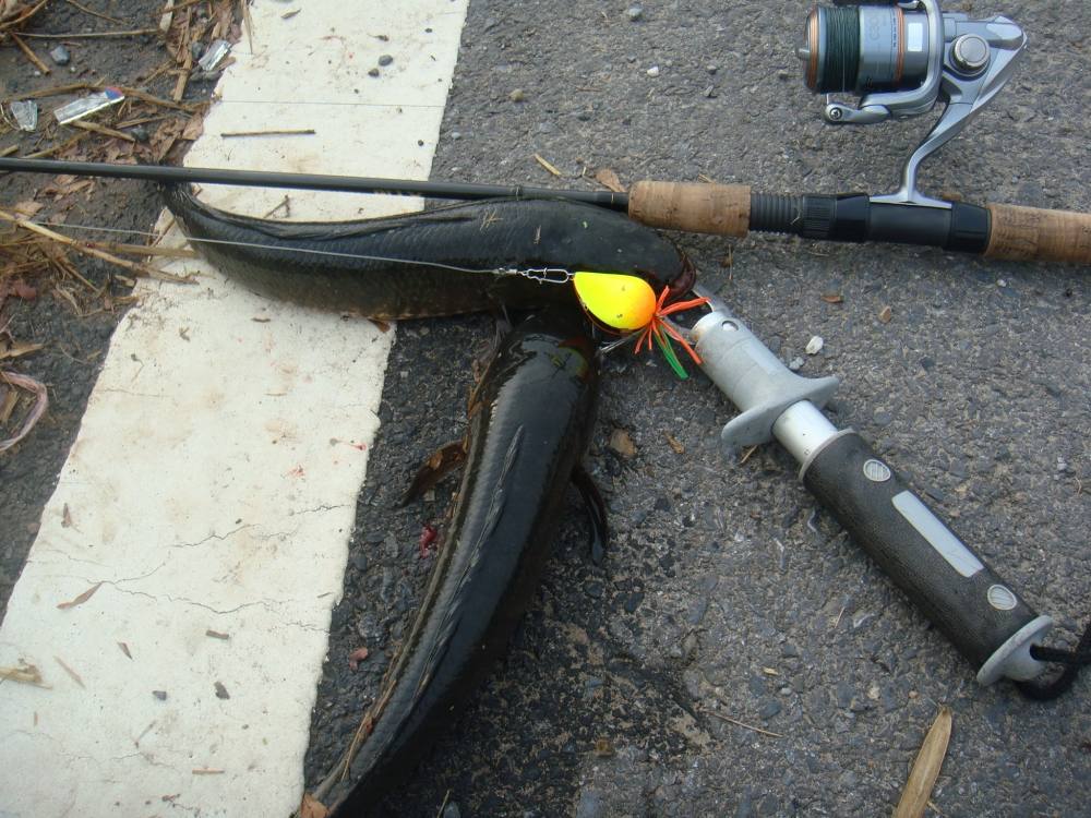 หยดน้ำโตนด ทำงานอีกแล้ว / SnakeHead Angler Club /