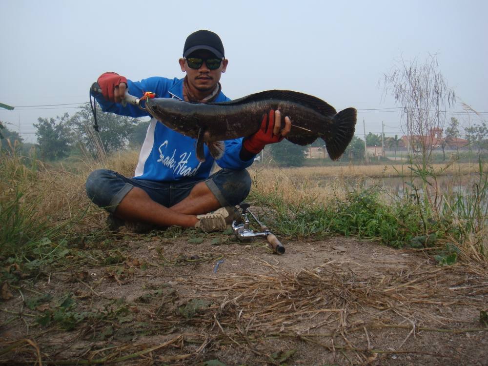 หยดน้ำโตนด ทำงานอีกแล้ว / SnakeHead Angler Club /