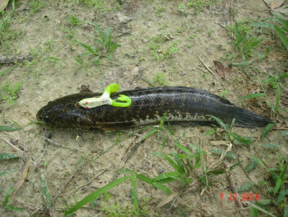 Texas rig….เชนและกบพีทีกลับมาแล้ว