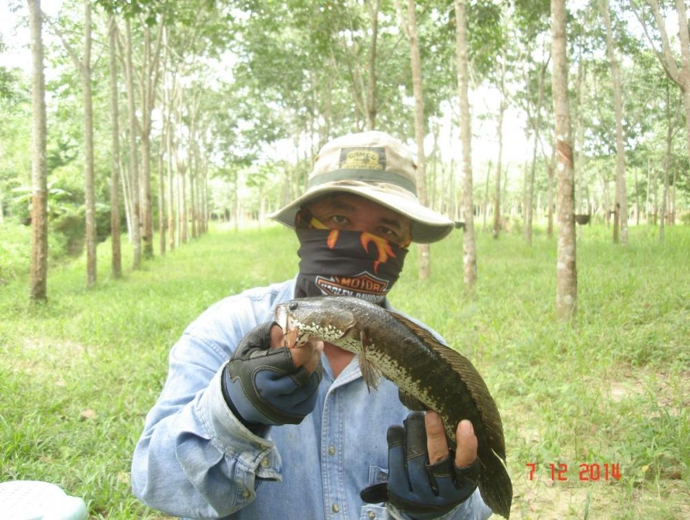 Texas rig….เชนและกบพีทีกลับมาแล้ว