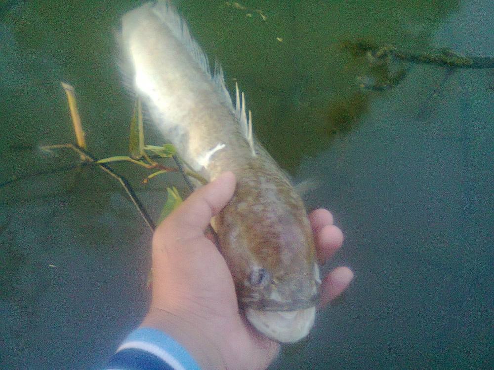 อวสานCommon snakehead
