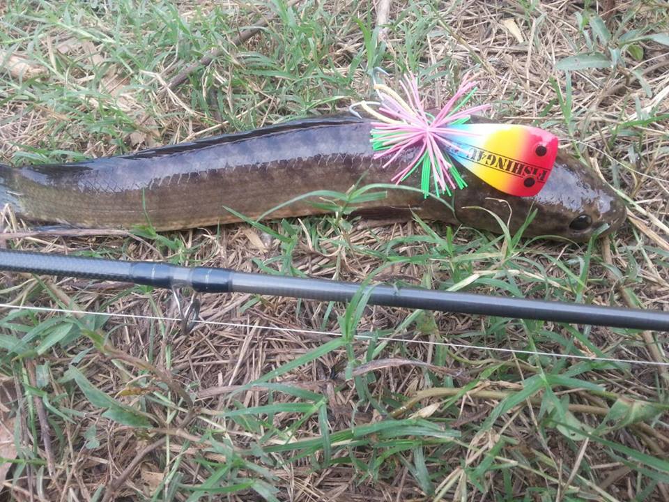 เช้านี้ที่ห้วยรอบ กับเหยื่อตัวใหม่ FISHING4U