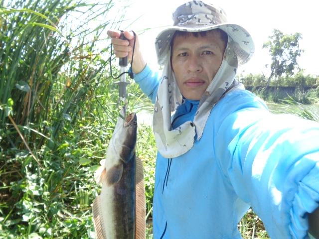 ใส้ปลาทู