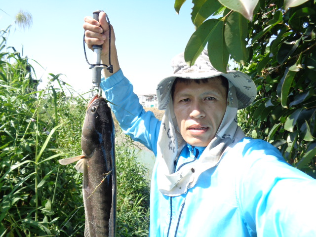 ใส้ปลาทู