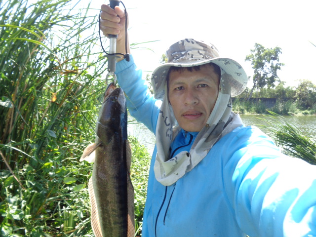 ใส้ปลาทู