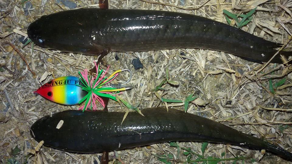 ปลาช่อนแพ็คคู่  กบเลื้อย FISHING4U  โดย โปรพี ชัยนาท