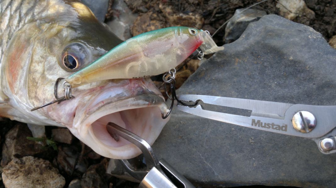 "Mustad"โฉบเป็นติด สะกิดเป็นโดน..