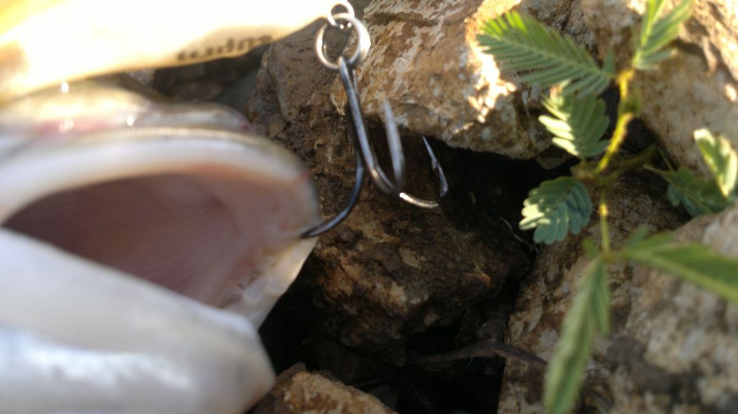 "Mustad"โฉบเป็นติด สะกิดเป็นโดน..