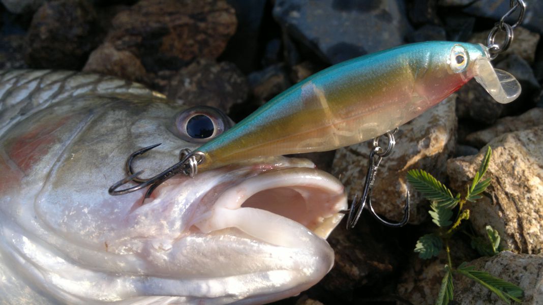 "Mustad"โฉบเป็นติด สะกิดเป็นโดน..