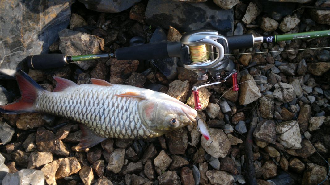 "Mustad"โฉบเป็นติด สะกิดเป็นโดน..