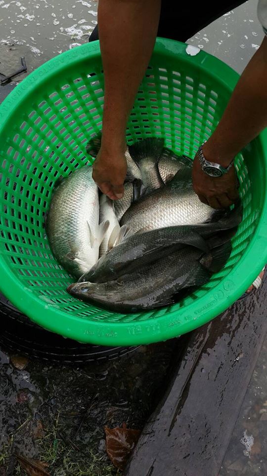 บ่อกะพง ช่อน ปลานิล เปิดใหม่ (กึ่งธรรมชาติ)