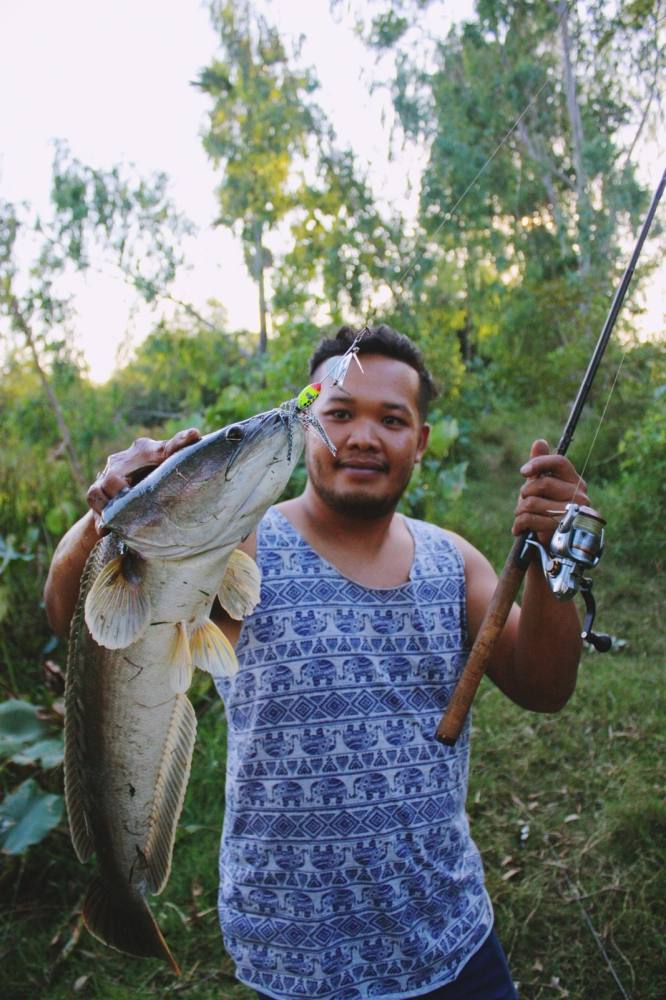ชะโดคลองเพชรบุรี