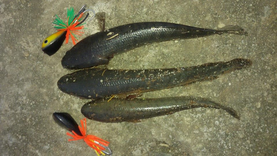 รับจ้างตบเด็กแว้นทั่วราช... FISHING4U  โดย โปรสัน นักตกปลาไส้แห้ง ชัยนาท
