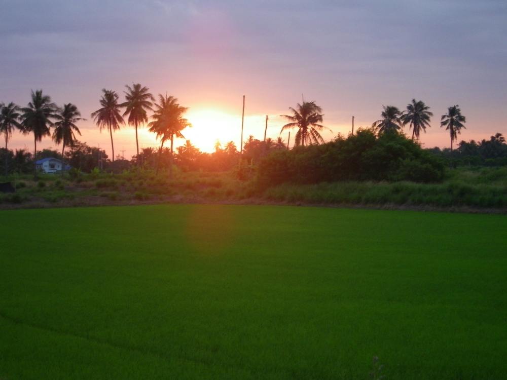 ช่อนนครชัยศรี