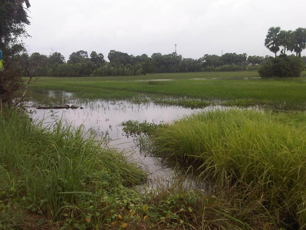 ในวันฟ้าครึ้มและฝนปรอย(เพิ่มรูปจากเมื่อตอนสาย ๆครับ)
