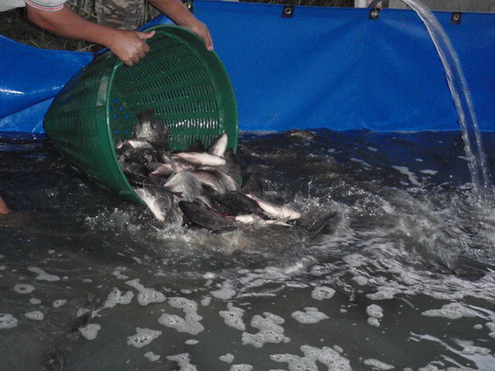บ่อตกปลา CPKฟิชซิ่ง ลงปลานิลเพิ่ม800โล ขนาด0.8-1.2โล 