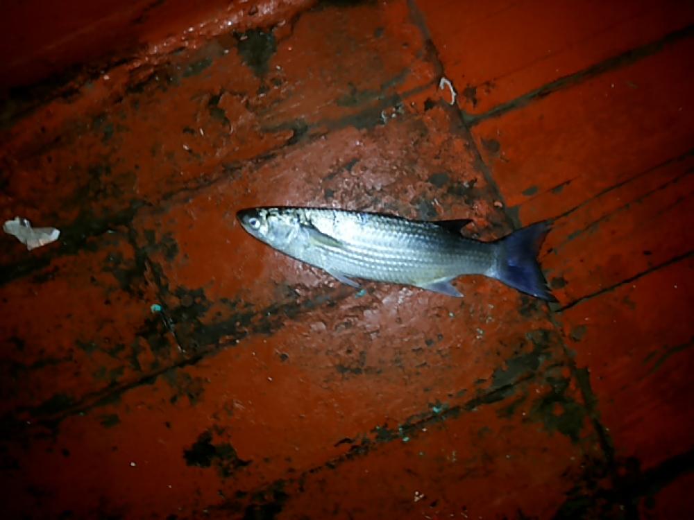  Mullet ชื่อภาษอังกฤษ ของ ปลากระบอก