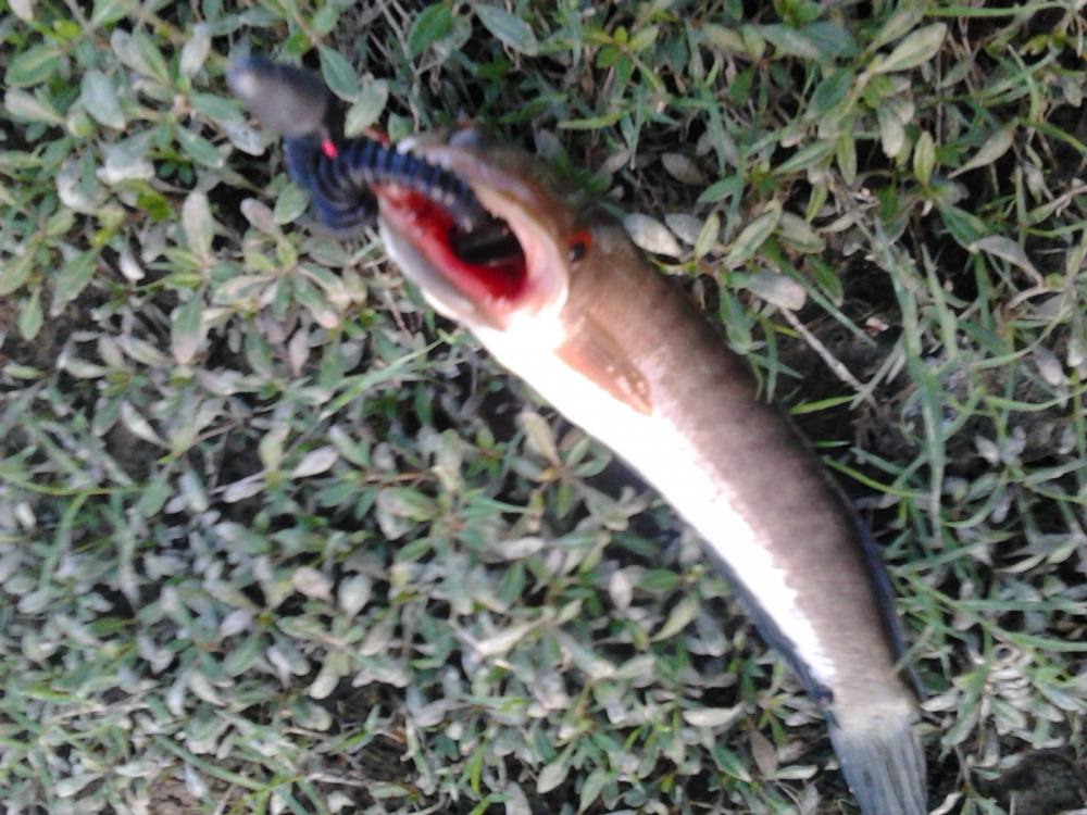 Texas Rig  ปากช่อง ยามเย็น ฮรี...ฯ