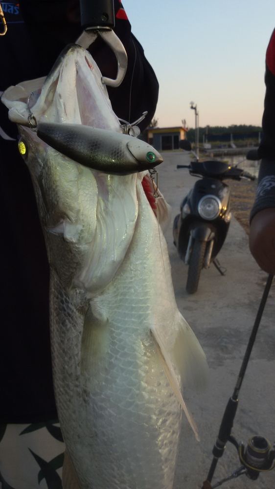 3หนุ่ม 3มุม กับกระพงบ่อ VIP กินเหยื่อ FISHING4U ถึง 3ตัวพร้อมกัน