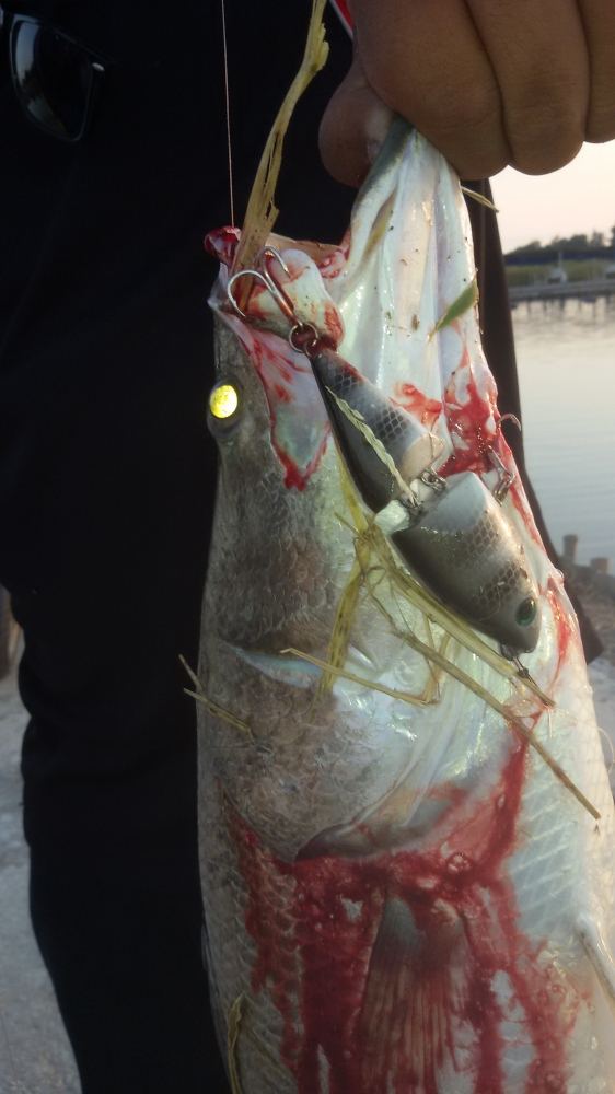 3หนุ่ม 3มุม กับกระพงบ่อ VIP กินเหยื่อ FISHING4U ถึง 3ตัวพร้อมกัน