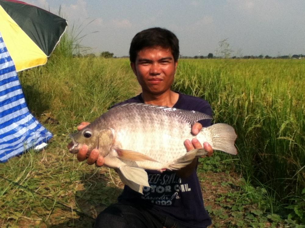 หลิวไหม หรือปิ๋วดี