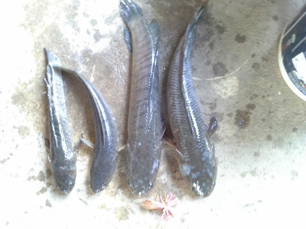พอได้แกง