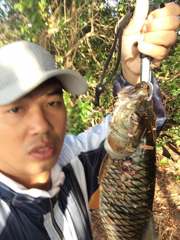 กระสูบเขื่อนสิรินธร 1.7โลครับ มาเยี่ยมบ้านเลยจัดไป