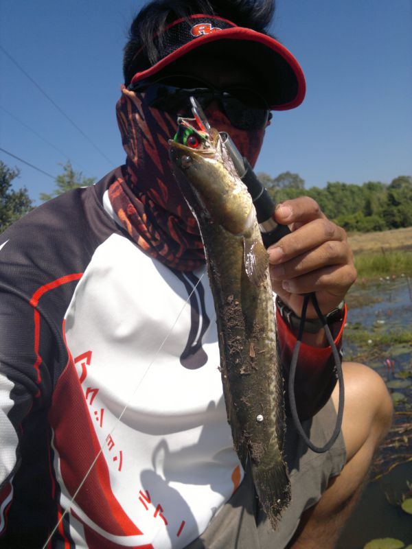 กบสะบัด  By..Udy Lure