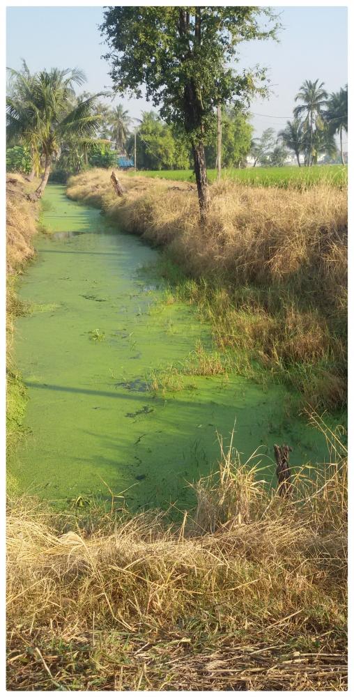 พาน้องน้ำหวานไปว่ายน้ำครับ