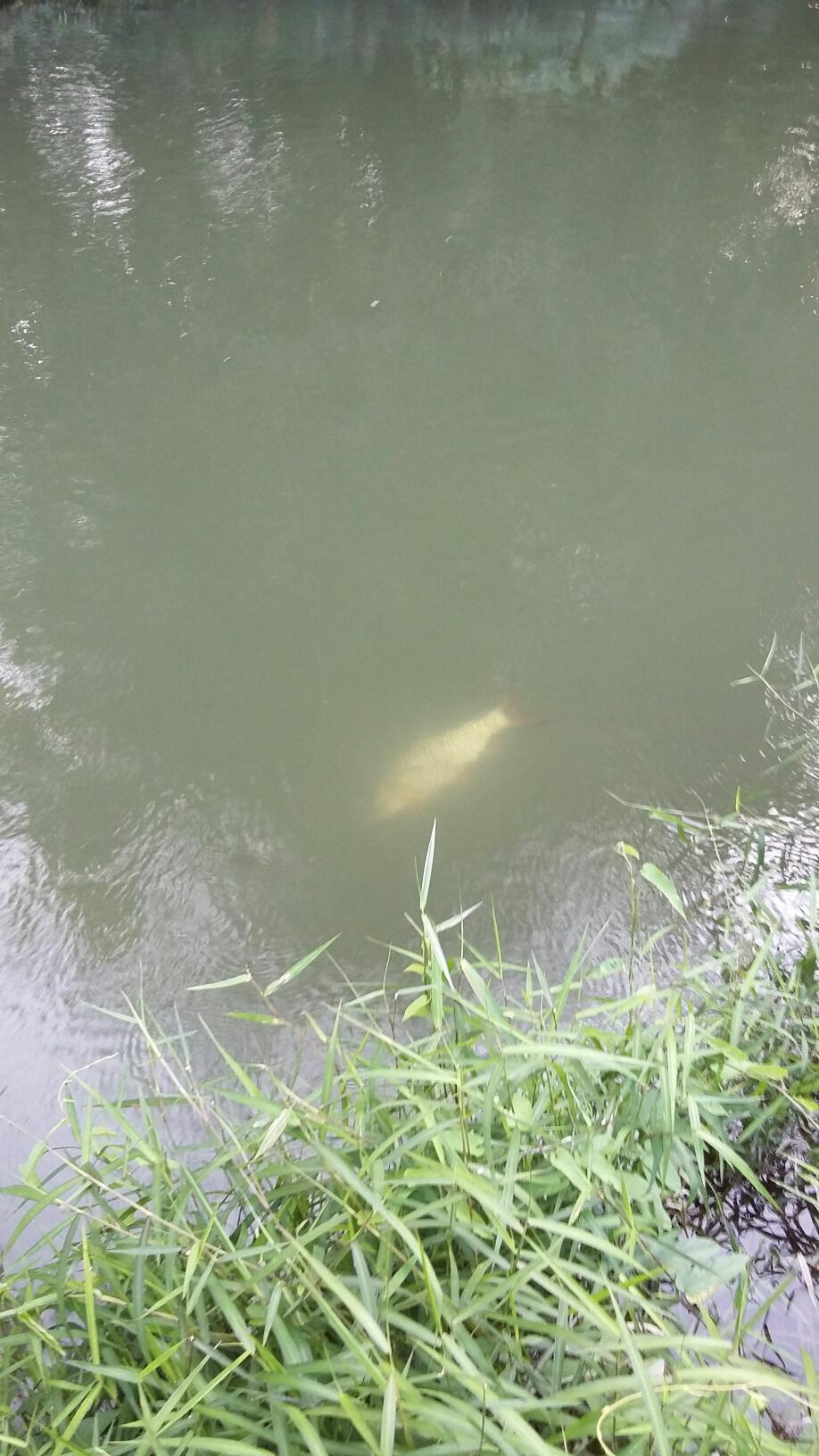 วันผักผ่อน กับ Native Stream Of Hampala Chachoengsao