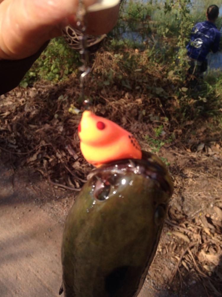 นกยาง.....พอได้ นิดๆหน่อยๆ (Nok Rubber Bird)