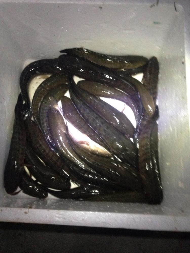 นกยาง.....พอได้ นิดๆหน่อยๆ (Nok Rubber Bird)