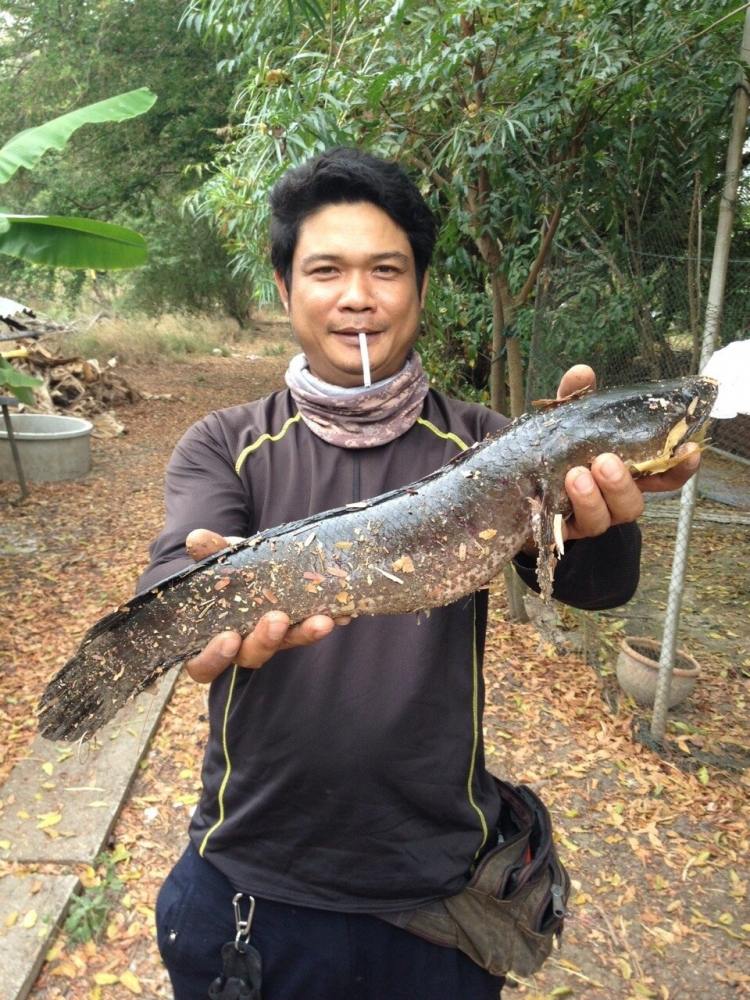 ช่อนข้างทาง