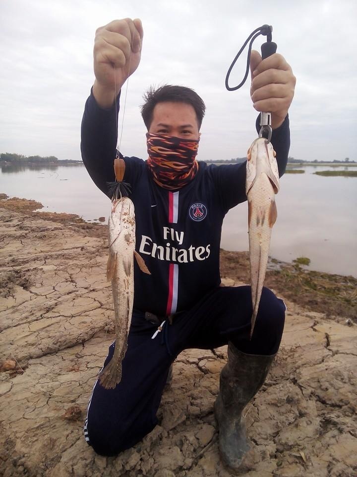 กบกระโดดสามเหลี่ยมหลังแอ่น. ไม้สักทอง...