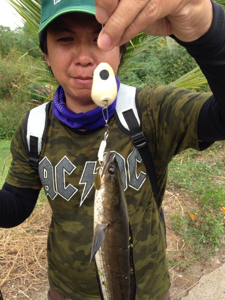 กบยางฟิวลิ่ง ค่ายฮาเฮไม่เคยทำให้ผิดหวังจิงๆ by ha hae fishinggang!