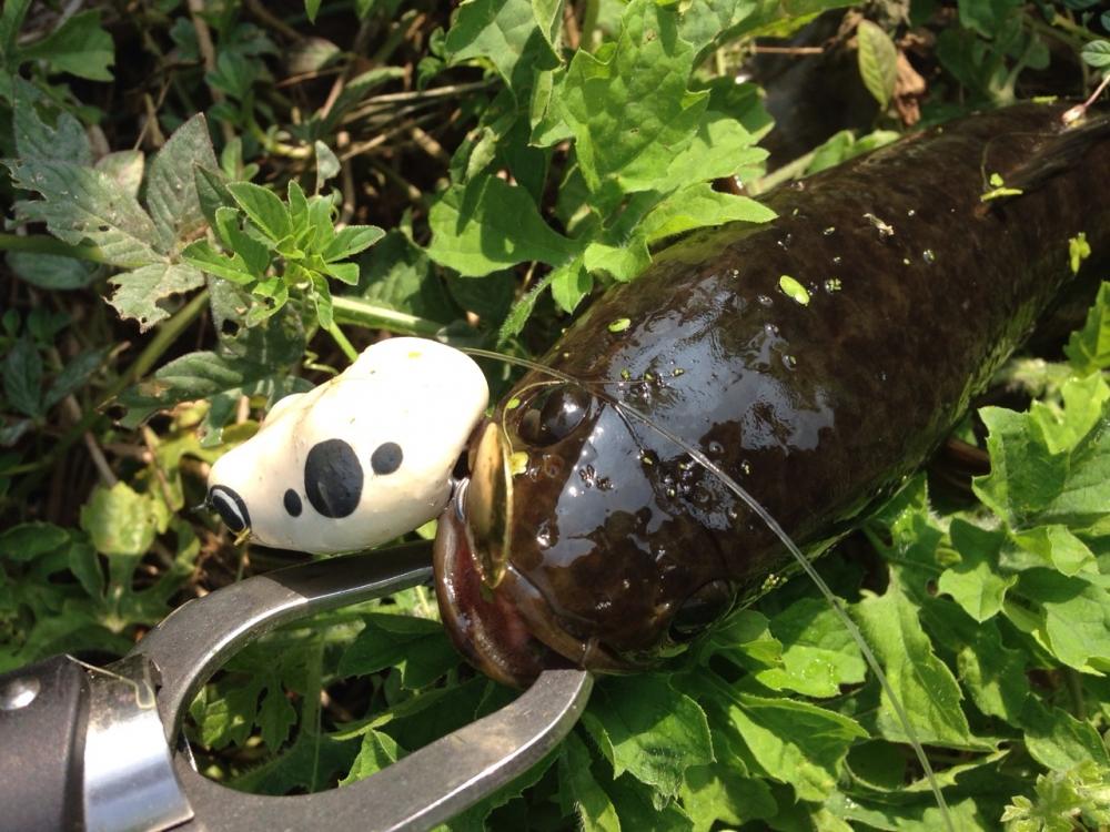 กบยางฟิวลิ่ง ค่ายฮาเฮไม่เคยทำให้ผิดหวังจิงๆ by ha hae fishinggang!