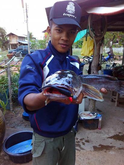 ปลาชอบของแปลก ##ปลั๊กยาง วีนอฟ##
