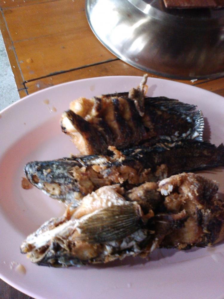 ตกปลาช่อน จ้า