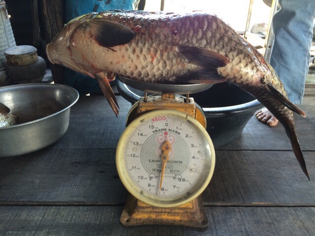 ของใหญ่เสร็จไม้ตาย